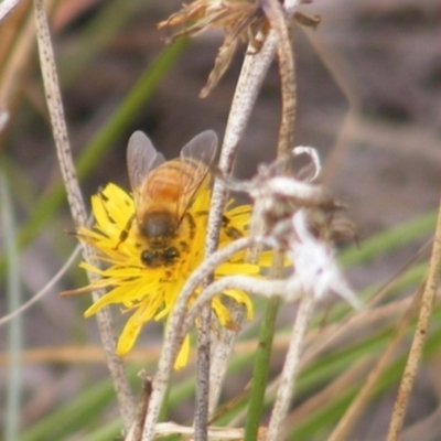 Apis mellifera (European honey bee) at Monash Grassland (MGE) - 19 Feb 2024 by MichaelMulvaney