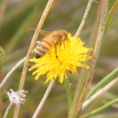 Apis mellifera at Monash Grassland (MGE) - 20 Feb 2024