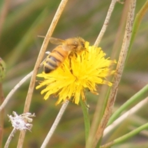 Apis mellifera at Monash Grassland (MGE) - 20 Feb 2024 10:13 AM