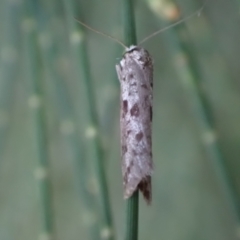 Lepidoscia (genus) ADULT at Murrumbateman, NSW - 17 Feb 2024