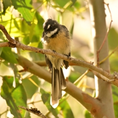 Rhipidura albiscapa (Grey Fantail) at Woodstock Nature Reserve - 19 Feb 2024 by Thurstan