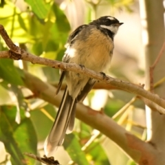 Rhipidura albiscapa at Woodstock Nature Reserve - 20 Feb 2024