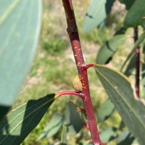 Paropsis atomaria at Gunningrah, NSW - suppressed