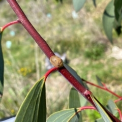 Paropsis atomaria at Gunningrah, NSW - 12 Dec 2023