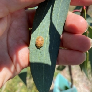 Paropsis atomaria at Gunningrah, NSW - 12 Dec 2023