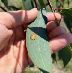 Paropsis atomaria at Gunningrah, NSW - 12 Dec 2023