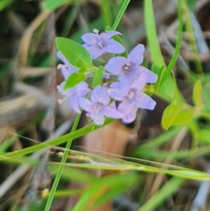 Mentha diemenica at Aranda Bushland - 12 Feb 2024