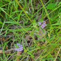 Mentha diemenica at Aranda Bushland - 12 Feb 2024