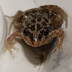 Limnodynastes tasmaniensis at Hughes, ACT - 19 Feb 2024