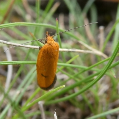 Endeolena aurinatella (A concealer moth) at Charleys Forest, NSW - 20 Feb 2024 by arjay