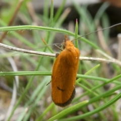 Endeolena aurinatella at QPRC LGA - suppressed