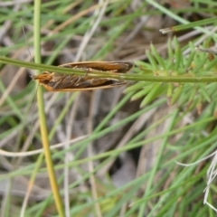 Endeolena aurinatella at QPRC LGA - 20 Feb 2024