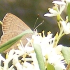 Paralucia pyrodiscus at Tuggeranong Hill NR  (TGH) - 20 Feb 2024