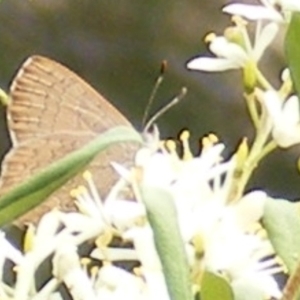 Paralucia pyrodiscus at Tuggeranong Hill NR  (TGH) - 20 Feb 2024