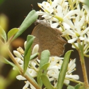 Paralucia pyrodiscus at Tuggeranong Hill NR  (TGH) - 20 Feb 2024