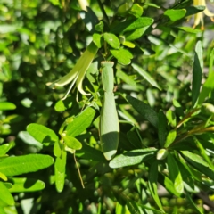 Orthodera ministralis at Armidale, NSW - 20 Feb 2024 by Csteele4