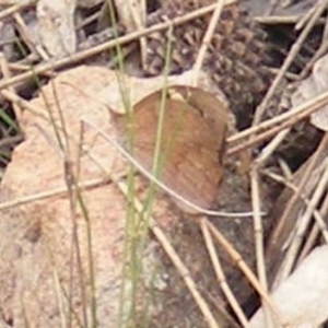 Heteronympha merope at Undefined Area - 20 Feb 2024 11:05 AM