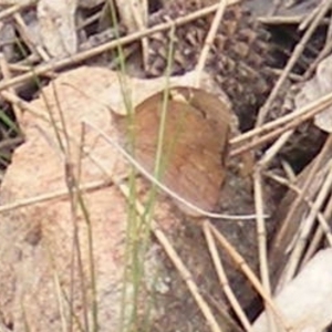 Heteronympha merope at Tuggeranong Hill NR  (TGH) - 20 Feb 2024