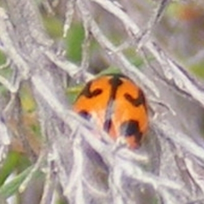 Coccinella transversalis (Transverse Ladybird) at Tuggeranong Hill NR  (TGH) - 20 Feb 2024 by MichaelMulvaney