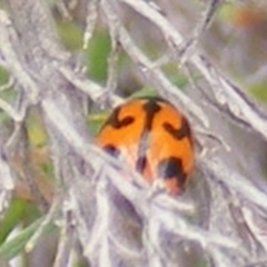Coccinella transversalis (Transverse Ladybird) at Tuggeranong Hill - 20 Feb 2024 by MichaelMulvaney