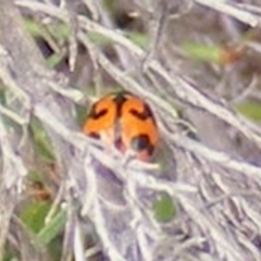 Coccinella transversalis at Tuggeranong Hill NR  (TGH) - 20 Feb 2024