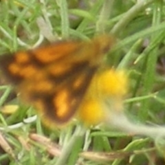 Ocybadistes walkeri (Green Grass-dart) at Calwell, ACT - 20 Feb 2024 by MichaelMulvaney