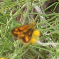 Ocybadistes walkeri at Undefined Area - 20 Feb 2024 11:09 AM
