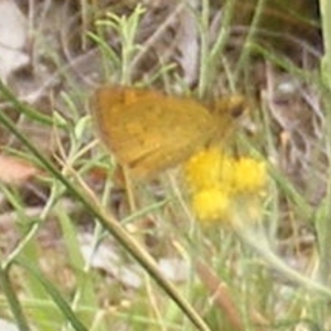 Ocybadistes walkeri at Tuggeranong Hill NR  (TGH) - 20 Feb 2024