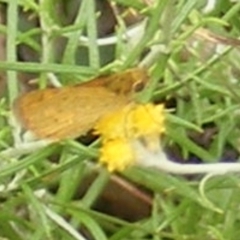 Ocybadistes walkeri at Undefined Area - 20 Feb 2024 11:09 AM