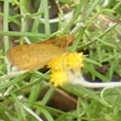 Ocybadistes walkeri at Tuggeranong Hill NR  (TGH) - 20 Feb 2024