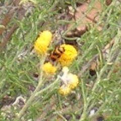 Aporocera (Aporocera) speciosa at Tuggeranong Hill NR  (TGH) - 20 Feb 2024 11:10 AM