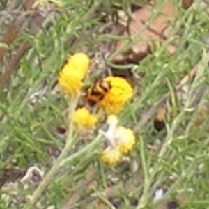 Aporocera (Aporocera) speciosa at Tuggeranong Hill NR  (TGH) - 20 Feb 2024 11:10 AM