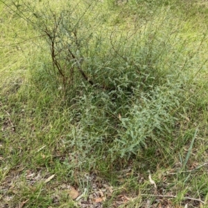 Indigofera adesmiifolia at Hall, ACT - 20 Feb 2024 12:22 PM