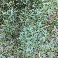 Indigofera adesmiifolia at Hall, ACT - 20 Feb 2024