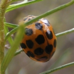 Harmonia conformis (Common Spotted Ladybird) at Tuggeranong Hill NR  (TGH) - 20 Feb 2024 by MichaelMulvaney