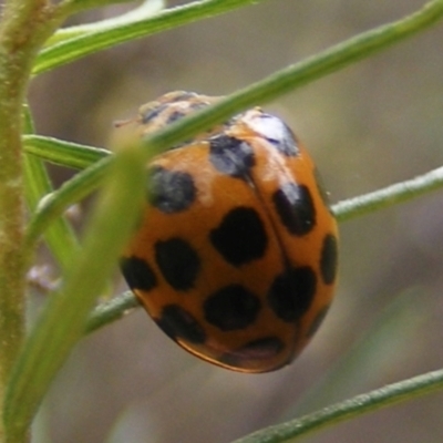 Harmonia conformis (Common Spotted Ladybird) at Tuggeranong Hill - 20 Feb 2024 by MichaelMulvaney
