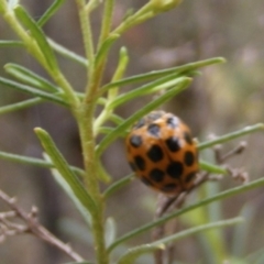 Harmonia conformis at Tuggeranong Hill NR  (TGH) - 20 Feb 2024