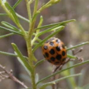 Harmonia conformis at Undefined Area - 20 Feb 2024 11:12 AM