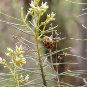 Harmonia conformis at Undefined Area - 20 Feb 2024 11:12 AM