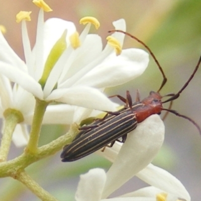 Syllitus microps (Longicorn or Longhorn beetle) at Tuggeranong Hill - 20 Feb 2024 by MichaelMulvaney