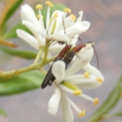 Syllitus microps at Tuggeranong Hill NR  (TGH) - 20 Feb 2024