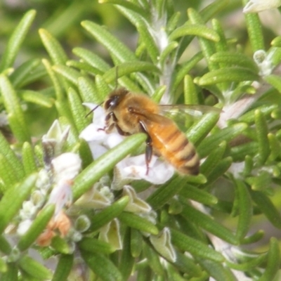 Apis mellifera (European honey bee) at Tuggeranong Hill NR  (TGH) - 20 Feb 2024 by MichaelMulvaney