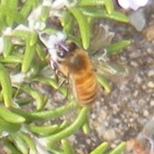 Apis mellifera at Tuggeranong Hill NR  (TGH) - 20 Feb 2024