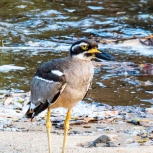 Esacus magnirostris at Slade Point, QLD - 1 Mar 2023