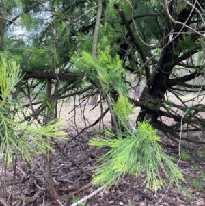 Exocarpos cupressiformis at Hall, ACT - 20 Feb 2024