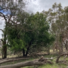 Exocarpos cupressiformis at Hall, ACT - 20 Feb 2024