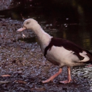 Radjah radjah at Slade Point, QLD - 1 Mar 2023