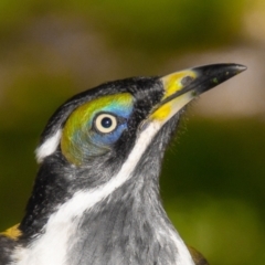 Entomyzon cyanotis (Blue-faced Honeyeater) at Slade Point, QLD - 28 Feb 2023 by Petesteamer