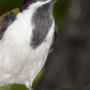 Entomyzon cyanotis at Slade Point, QLD - 28 Feb 2023