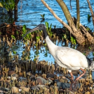 Threskiornis molucca at Slade Point, QLD - 1 Mar 2023 07:00 AM